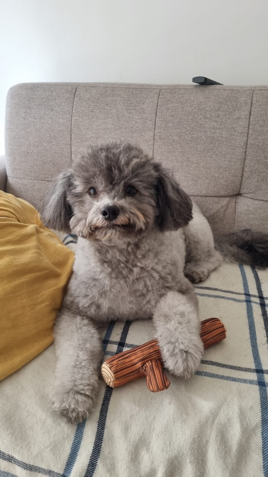 Gema, la princesa de casa
