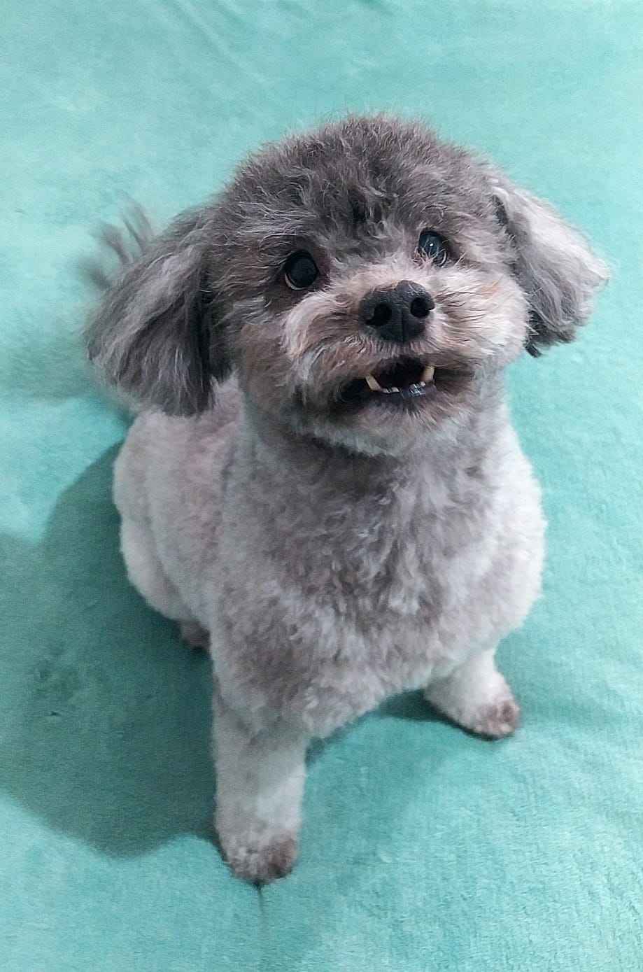 Gema, la princesa de casa